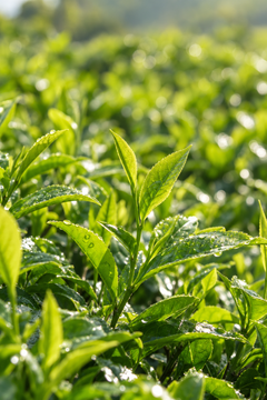 Green Tea