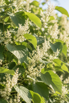Japanese Knotweed