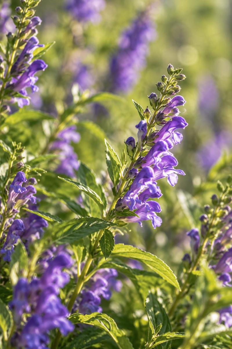 SKULLCAP ROOT